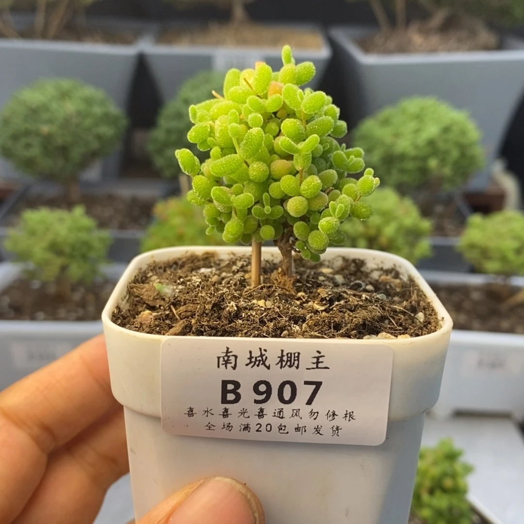 907蜜橘糖球枝干