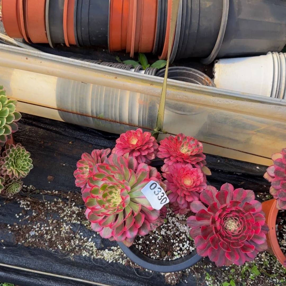 好***始0330多肉法师锦111