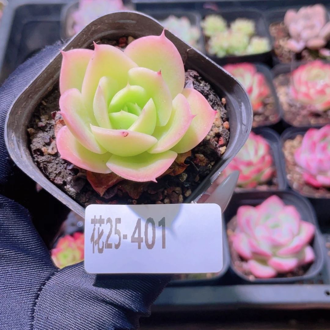 花利美25-401柠檬酸橙