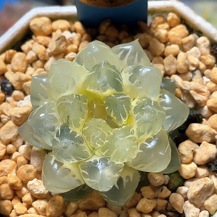 640糊斑水中月锦特选福利