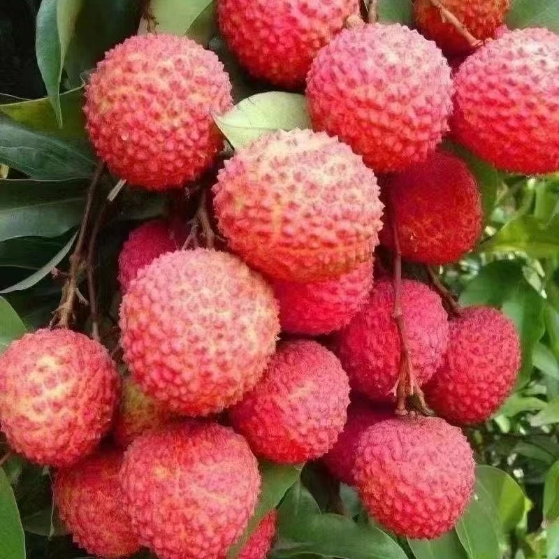 桂味荔枝头茬现摘当季新鲜水果肉厚多汁包邮