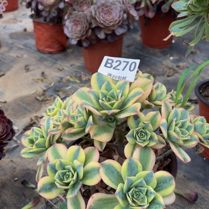 瑞妈多肉园艺，270