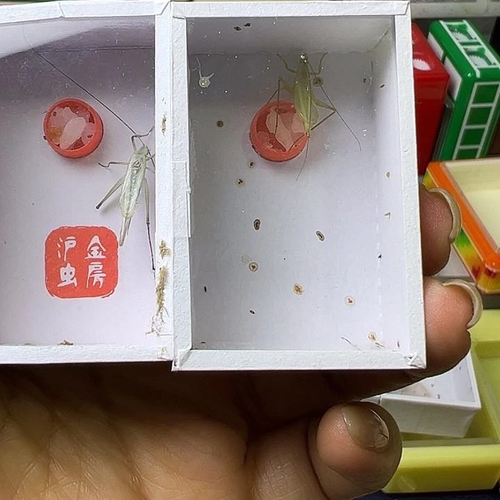 •***哇蟋蟀哈哈哈哈哈哈哈哈哈哈哈