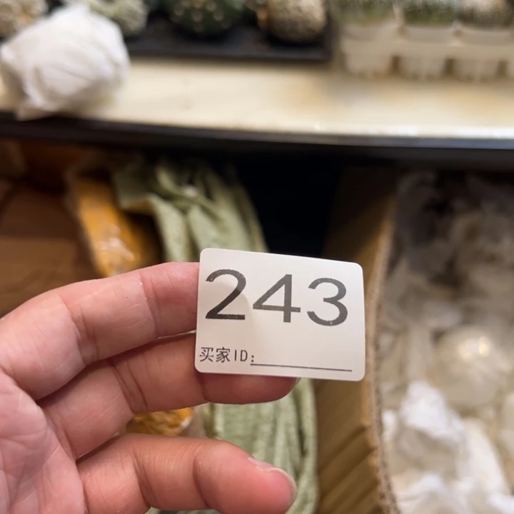 静***云兜星球仙人球243号球