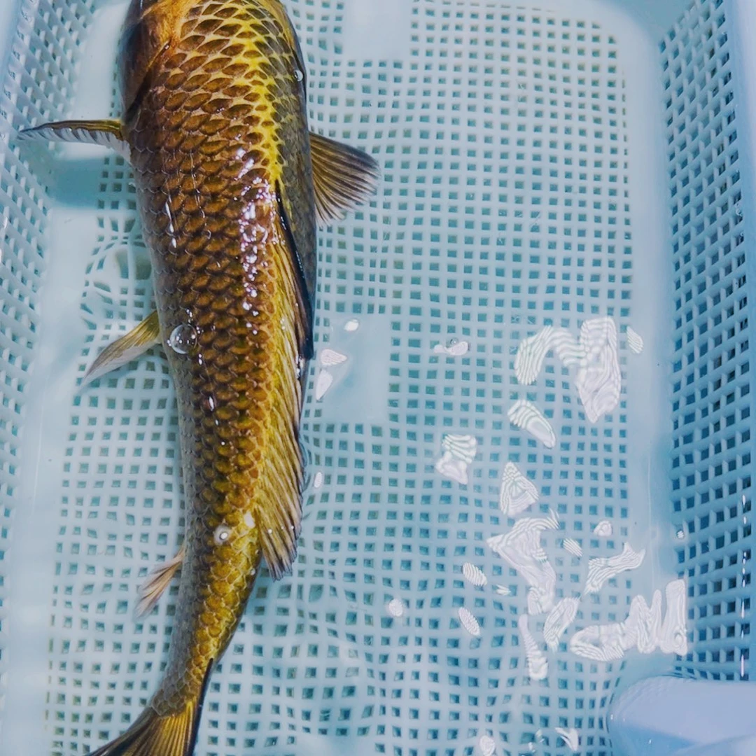 海水鱼锦鲤观赏鱼147