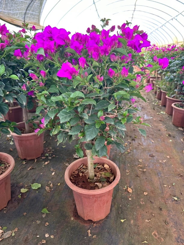 云南紫三角梅一物一拍（落花落叶属正常现象，介意慎拍）