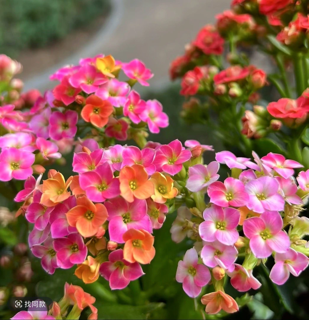 《马卡龙》130盆重瓣长寿花