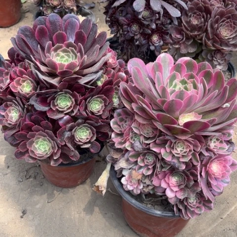 490多肉植物组合