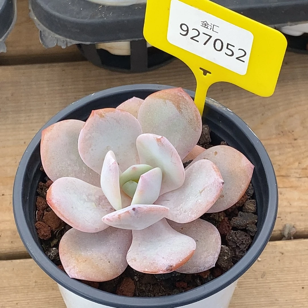 金汇园艺，927052福利小奶茶
