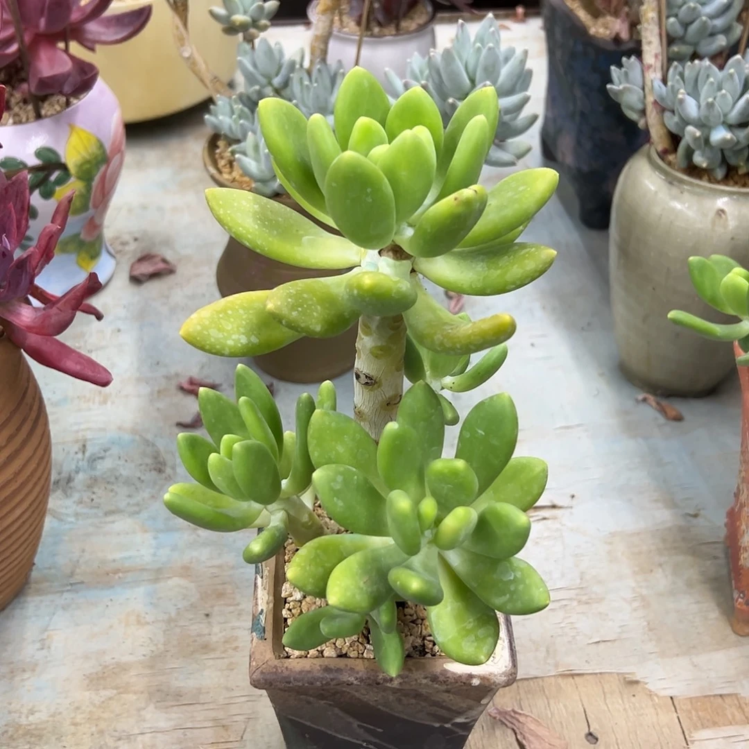 ****嘻金蟾18 零零多肉植物