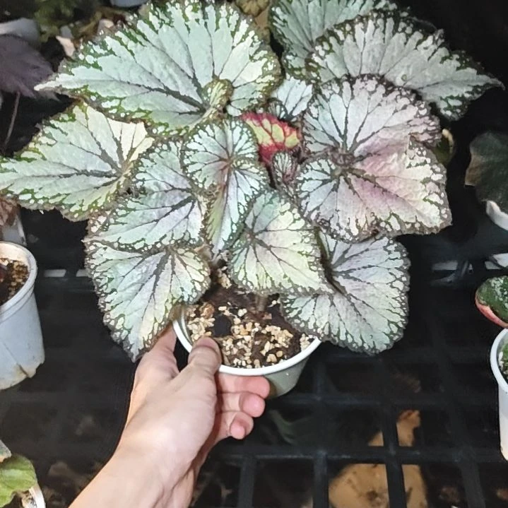 蝶衣秋海棠一物一拍