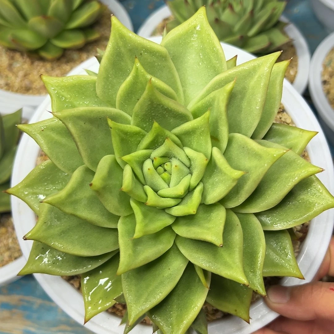 多肉植物一物一拍07