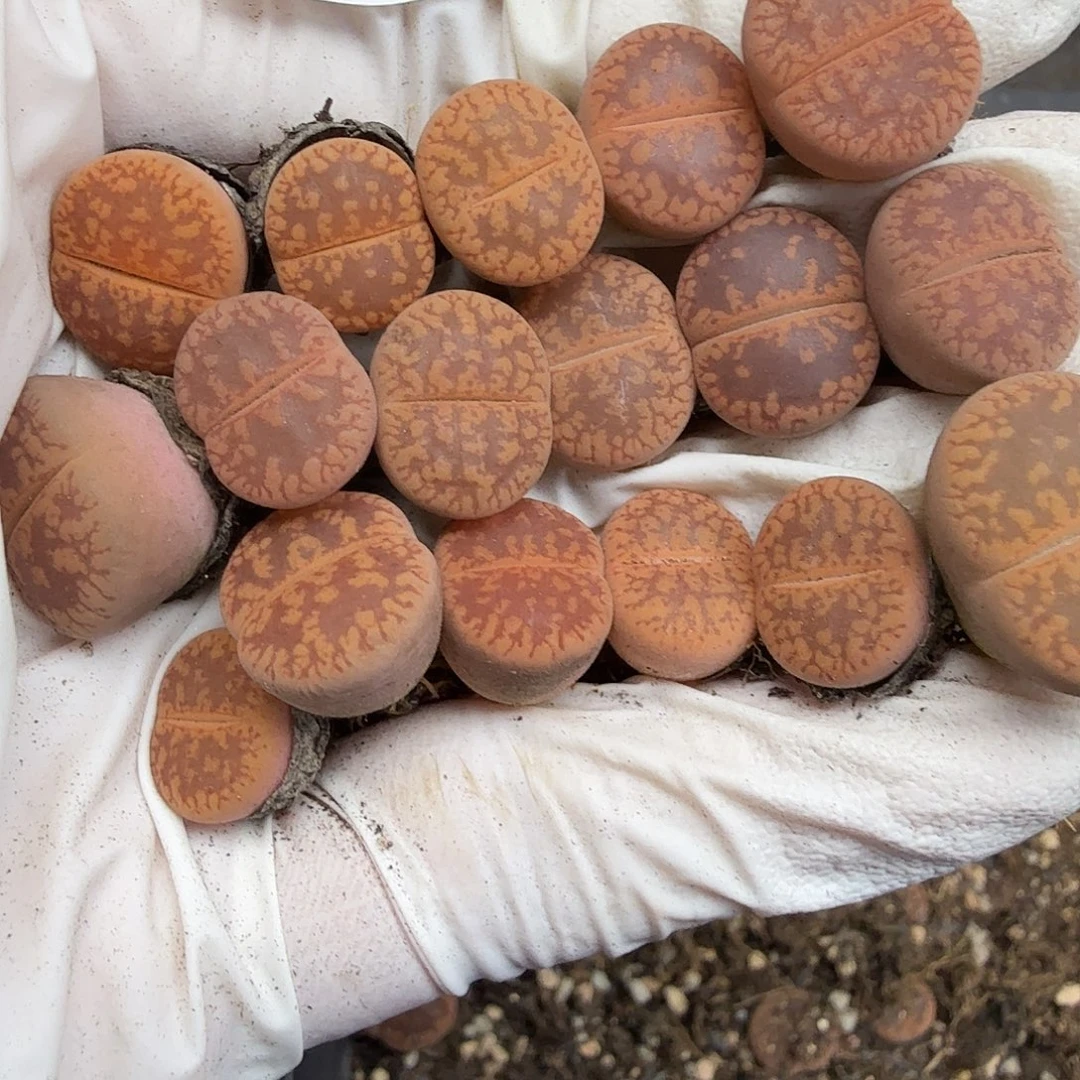 不用我送过去咯的你624好