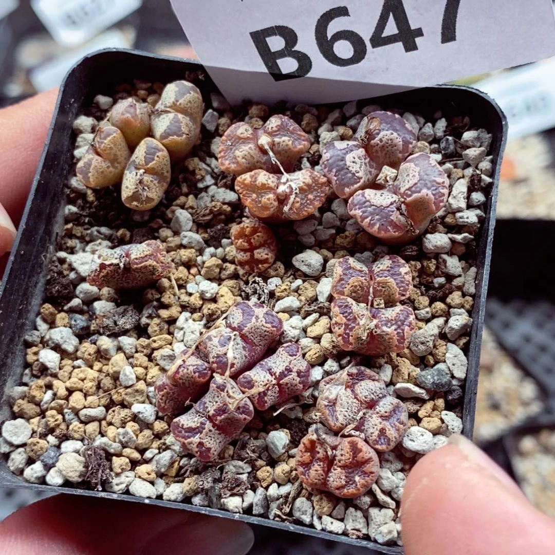 我的小姐姐们都是647