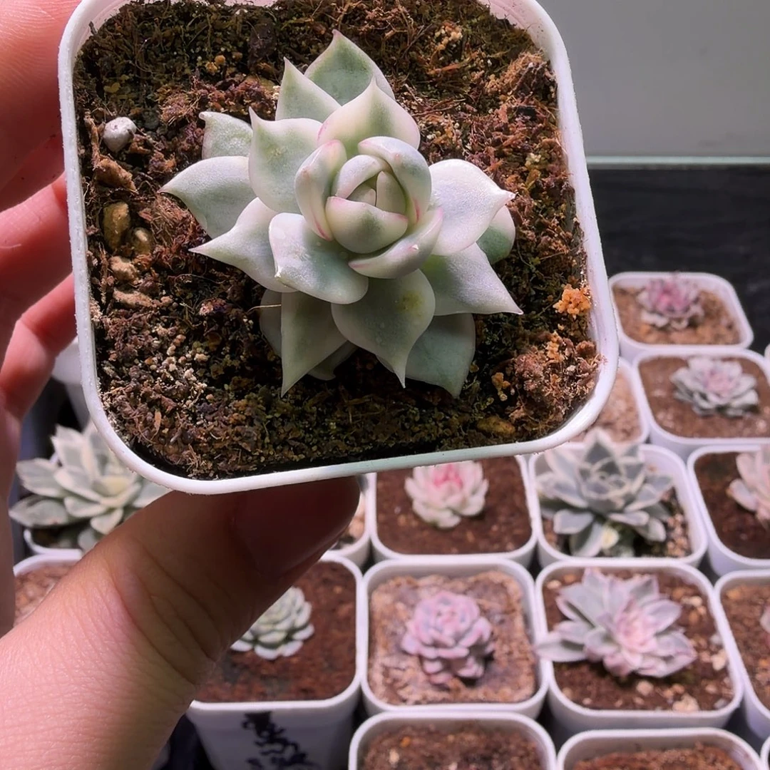 宝玄月锦植物一物一拍