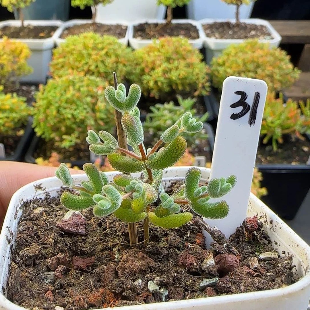 实生莱斯枝干番杏