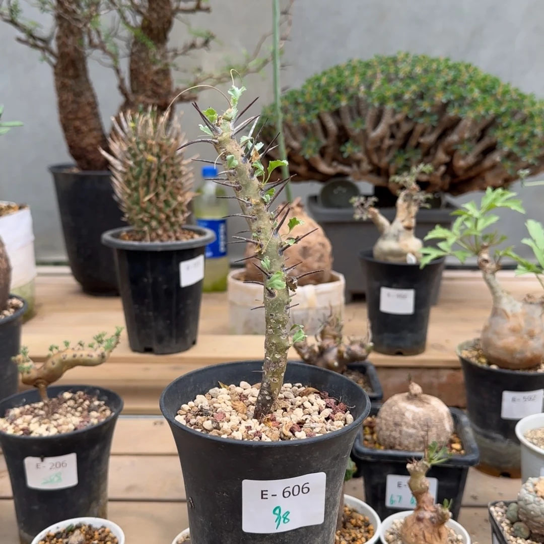 606格斯龙骨葵块根植物