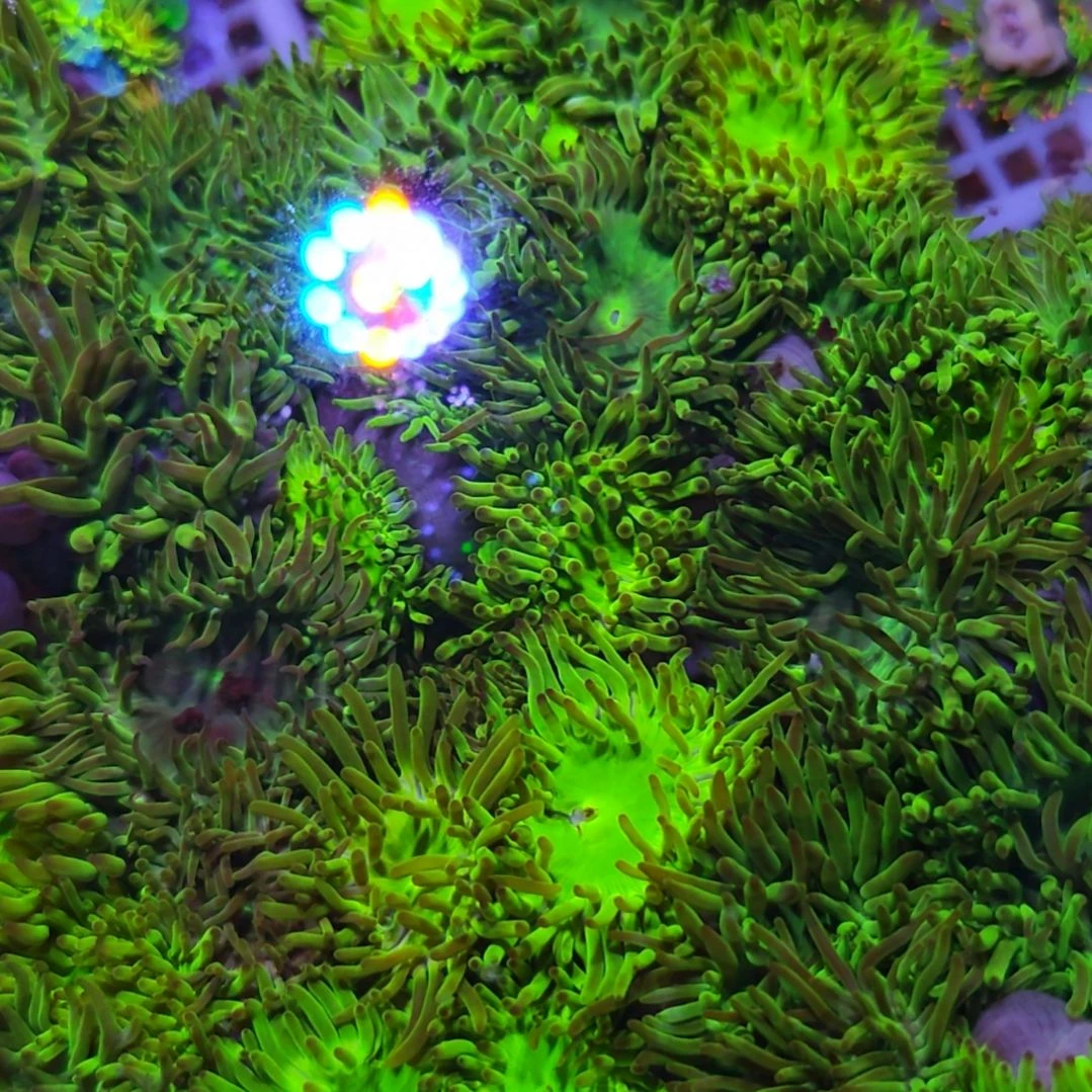 中国大陆荧光葵三个新手推荐