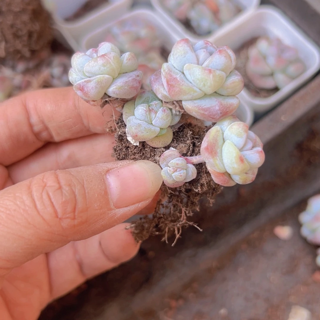 丸叶冰玉4头一颗