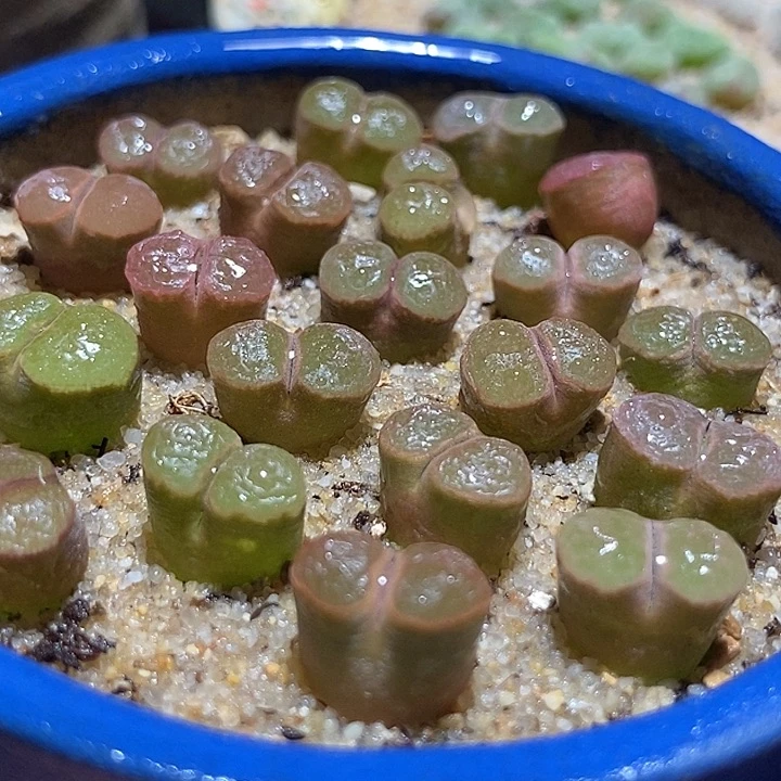 克里普兰磁铁一颗