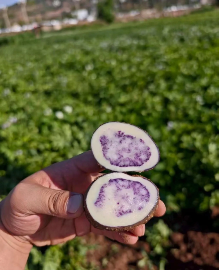 云南丘北舍得高山乌洋芋紫皮紫芯七彩花心香糯粉土豆