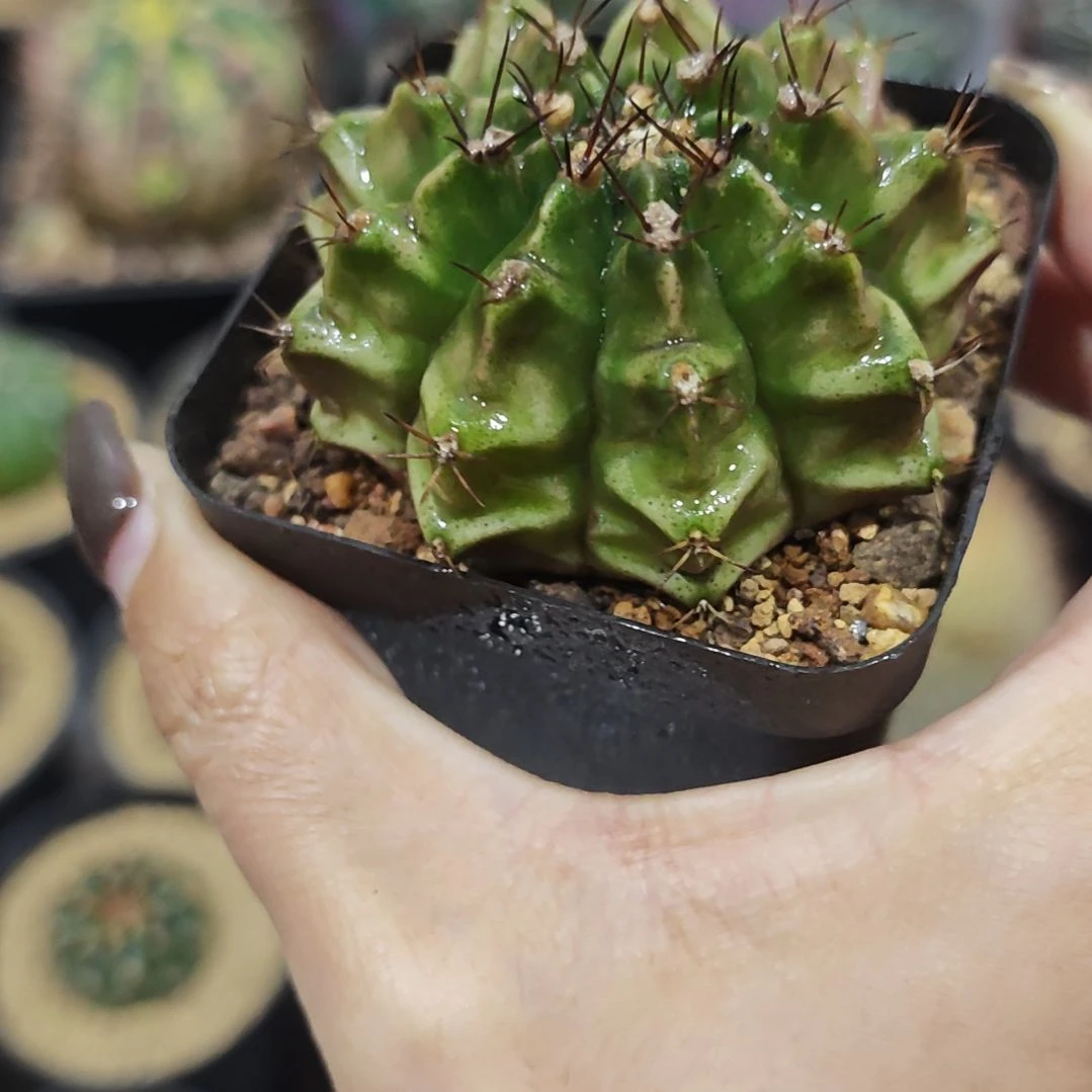 福利实生根龟甲牡丹