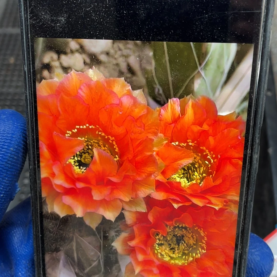 G9侧芽歪5公分以上满18包邮