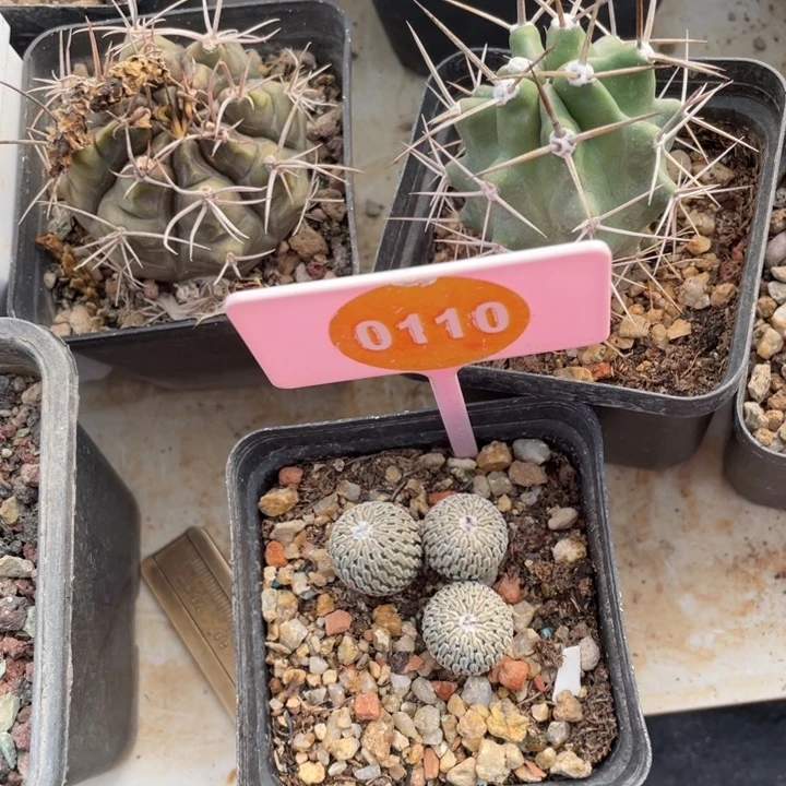 与***约实生精巧殿0110000000