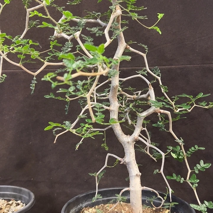 汤圆植物滔天橄榄