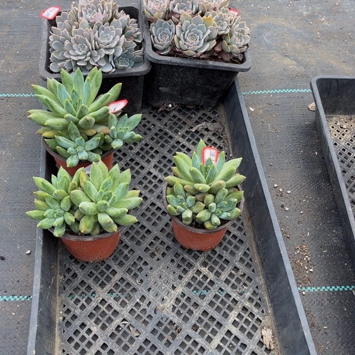 没***~乌拉克拉三颗天赐两颗没有主头