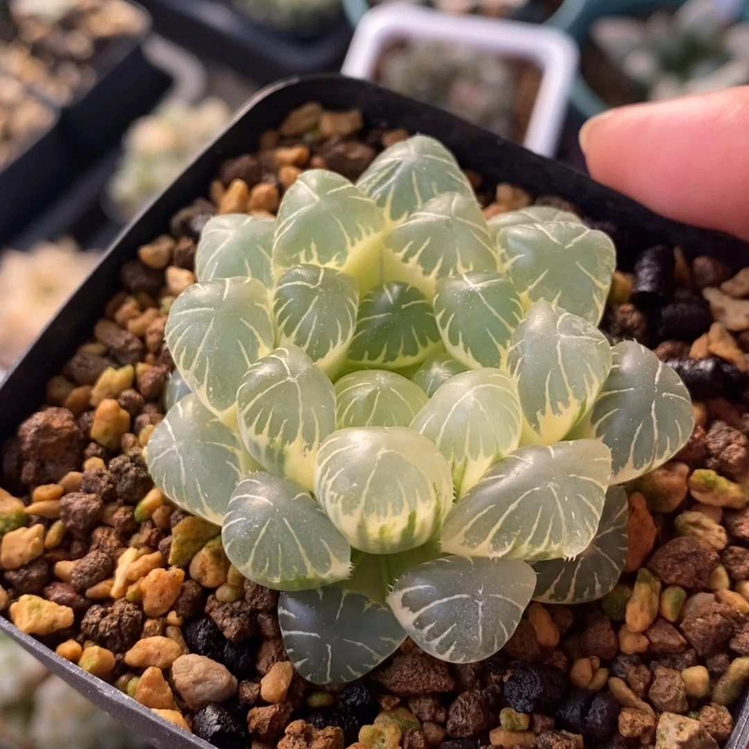 一颗糊斑湖水玉露锦 开播福利