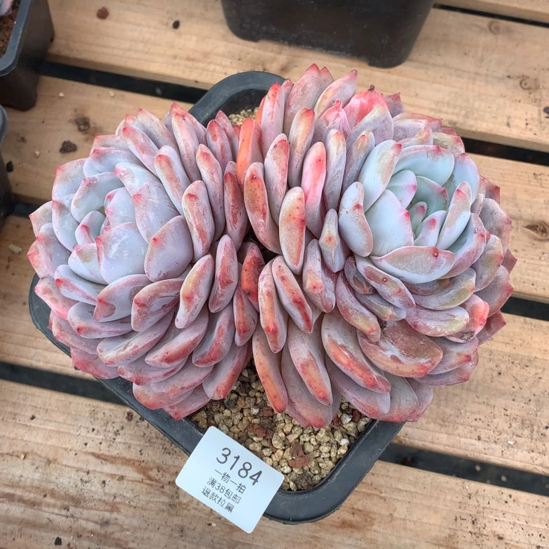 20厘米双头老桩有砍橙梦露3184