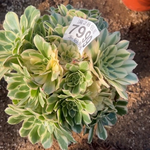 迈巴赫多肉植物法师7999