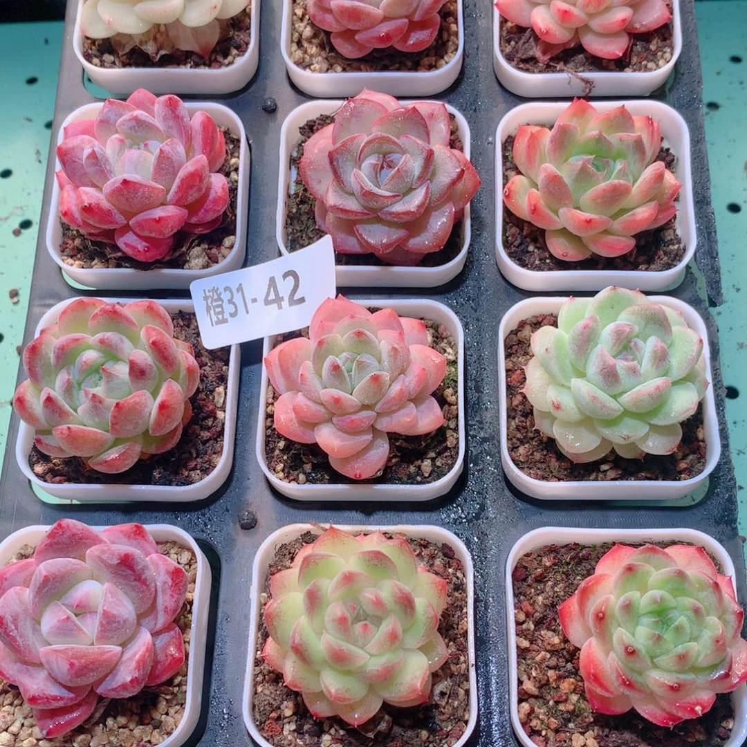 31-42一物一拍多肉带盆18颗