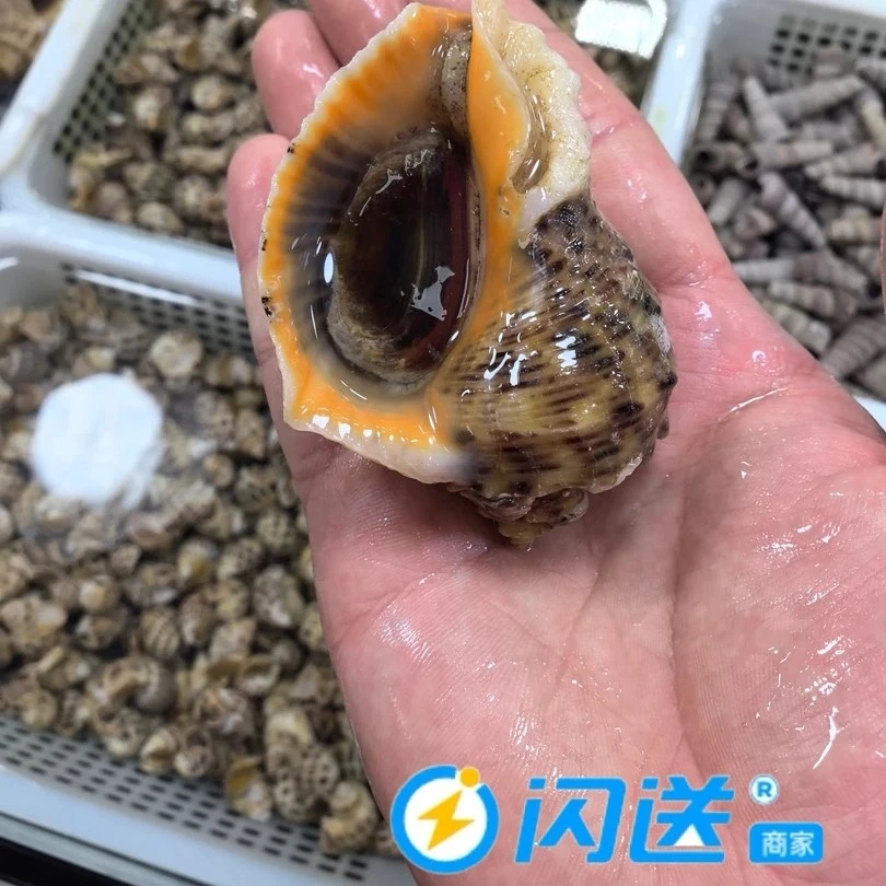 鲜活海螺（中个）/500g/按斤销售