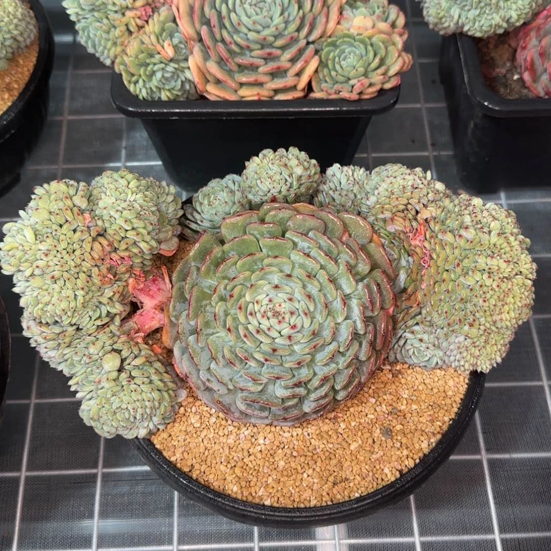 从前慢甄选多肉编号白胖子缀