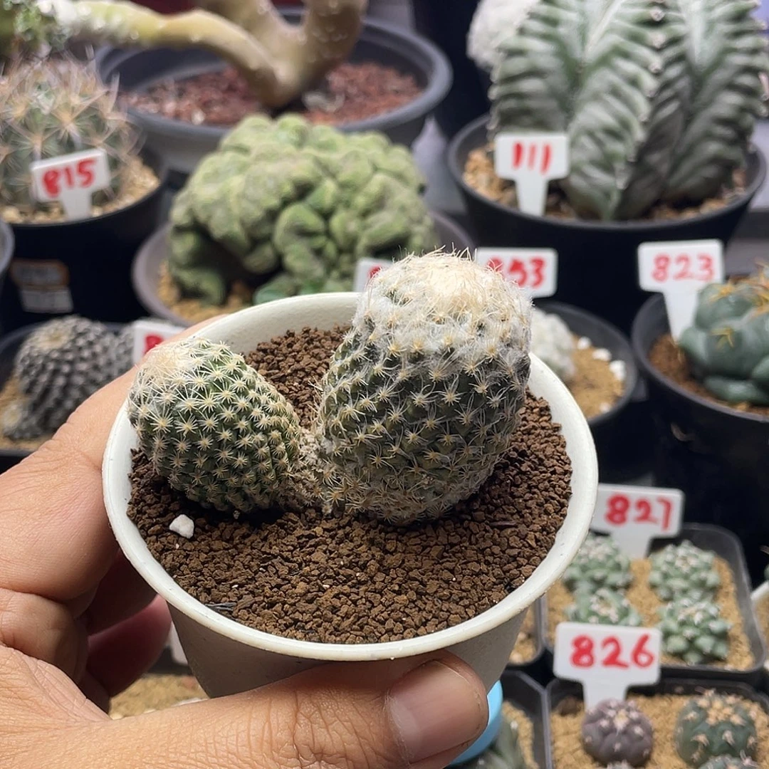 雪顶银牡丹双头 已出根