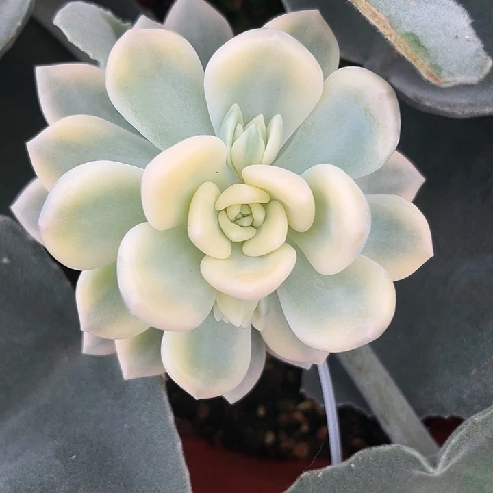 847号洛神锦多肉植物