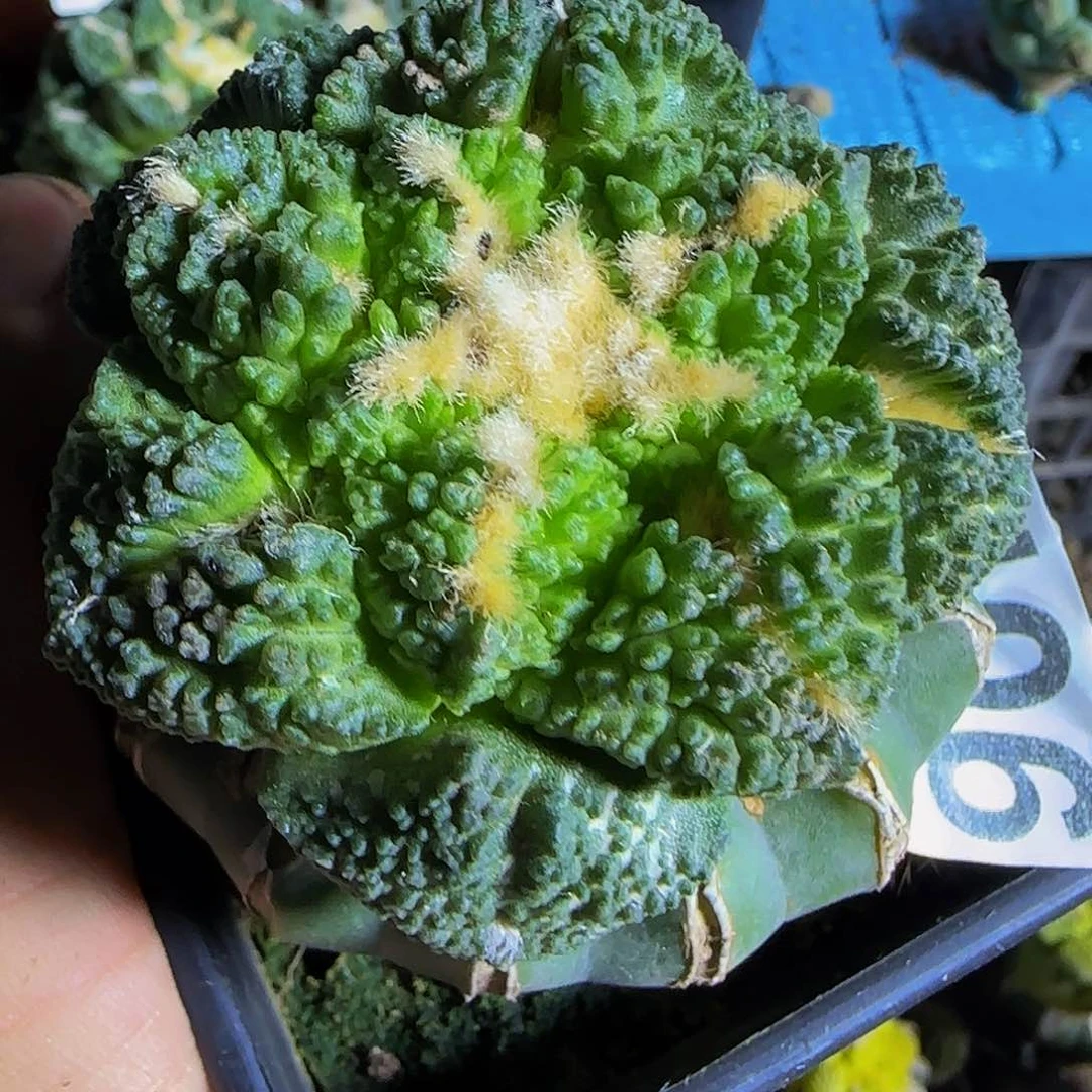 龟甲牡丹406仙人球开花