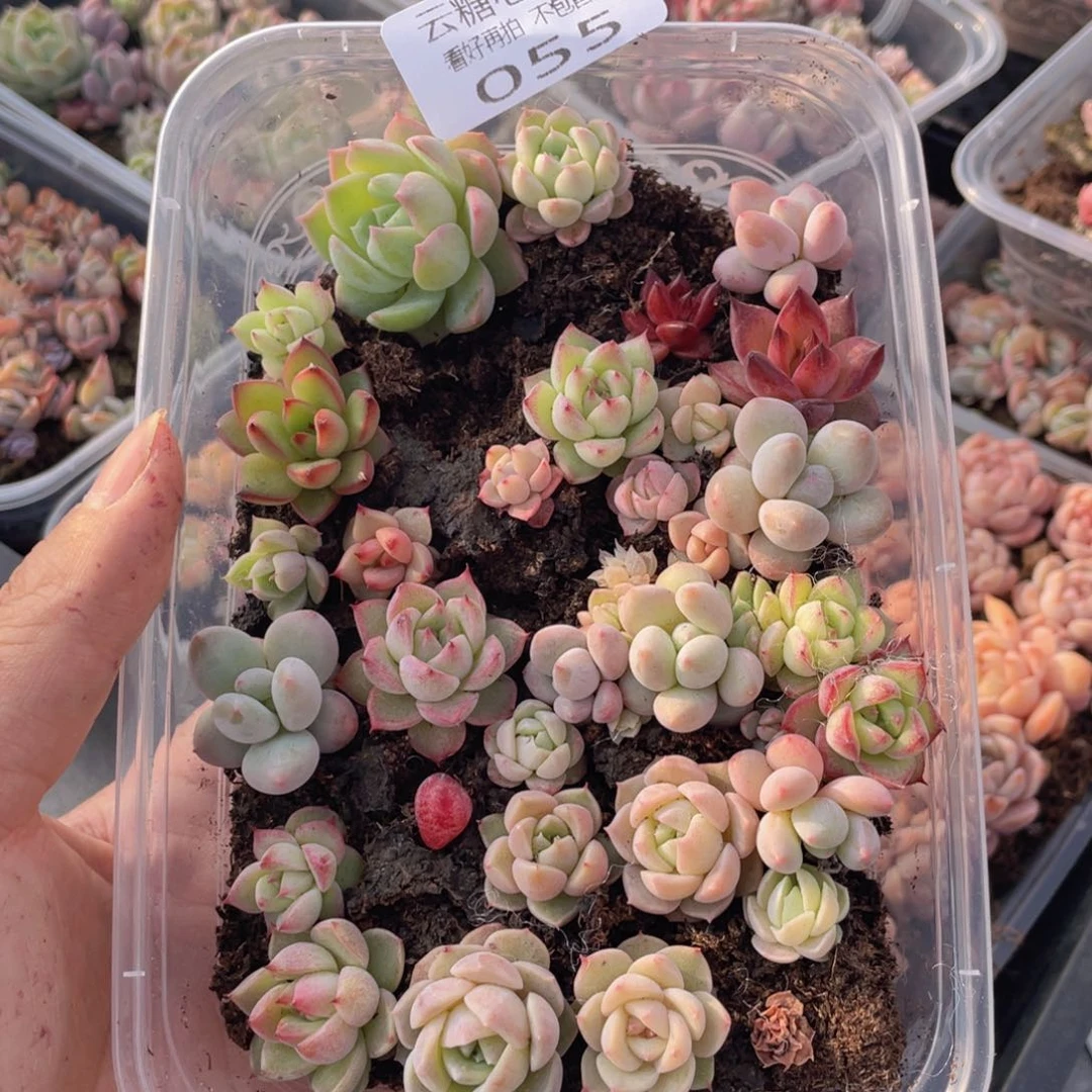 云糖心多肉植物55