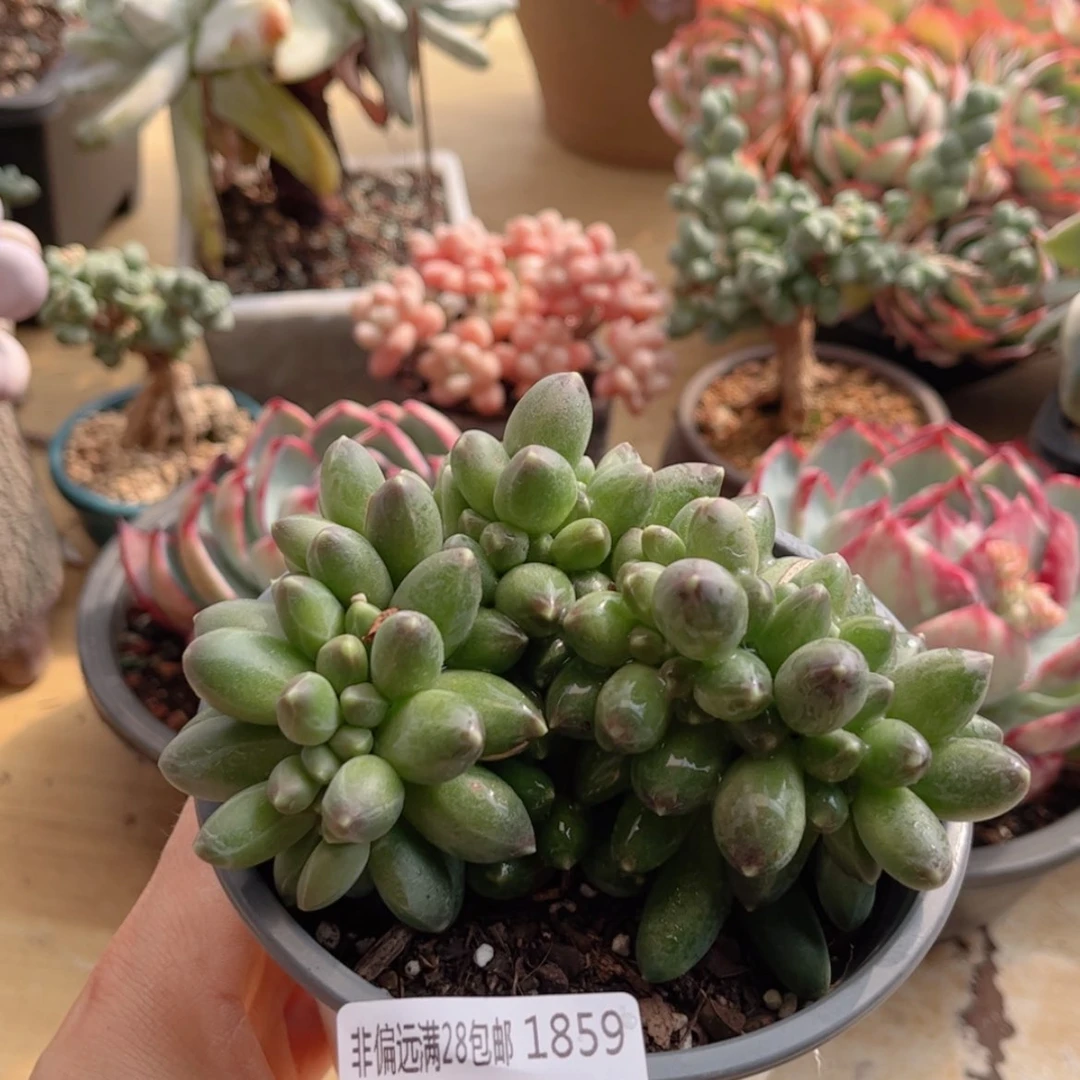 【闪购商品】1859千代田