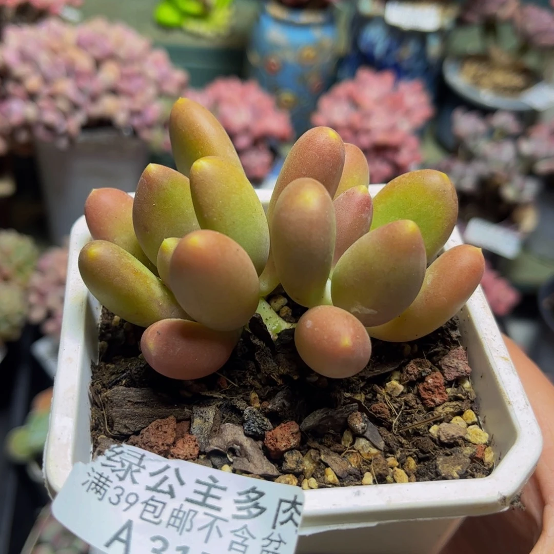 317芒果奶苗7厘米