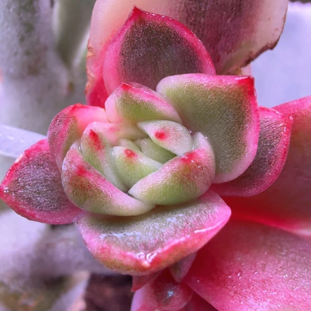 紫水晶锦侧牙可嫁接