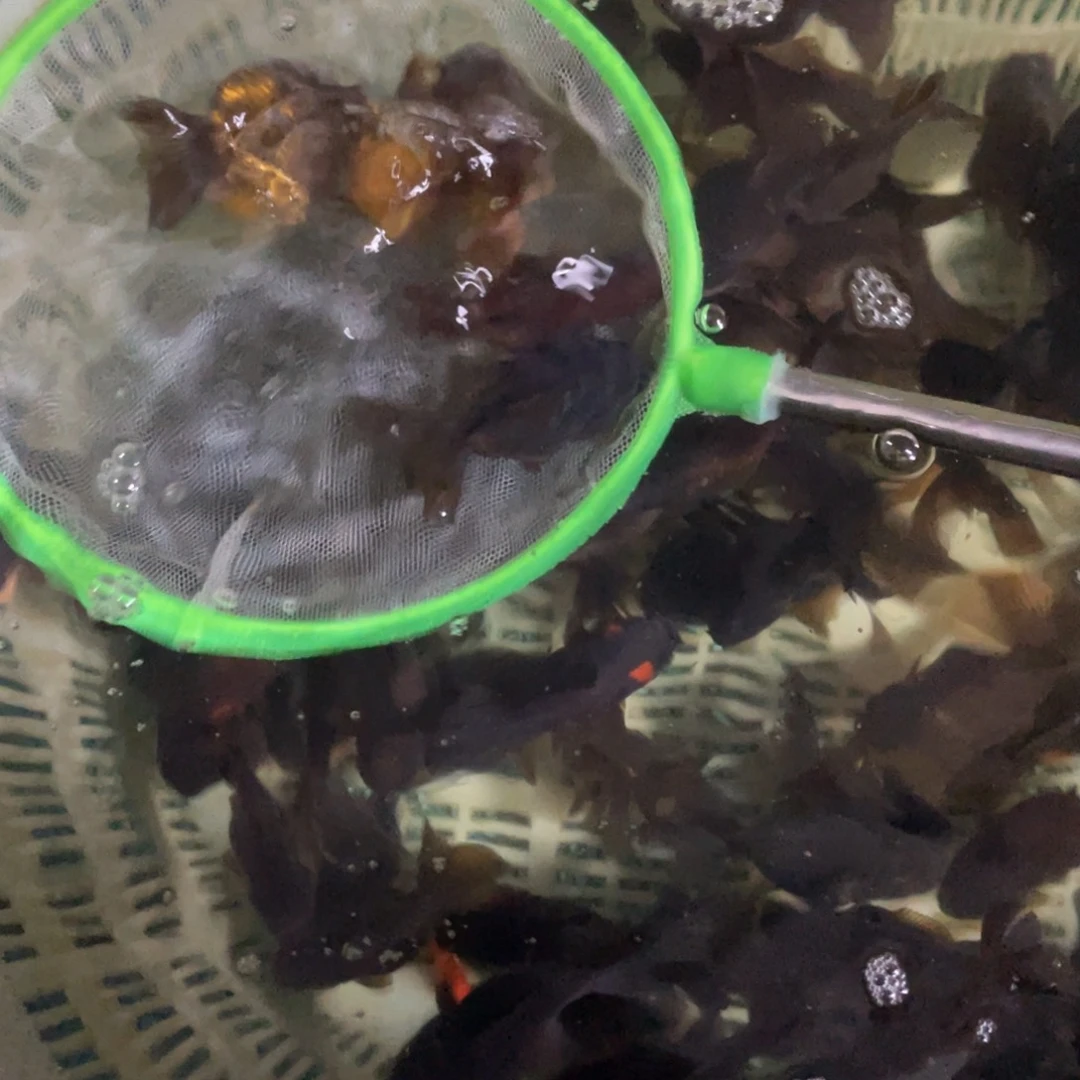 海水鱼花泰狮金鱼43