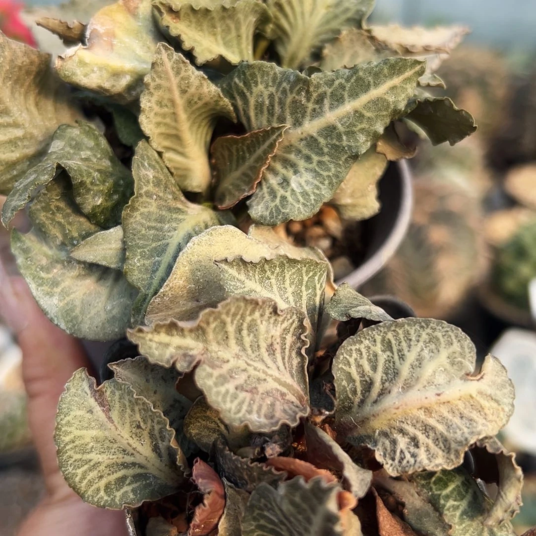 麒麟组合仙人球1111111111