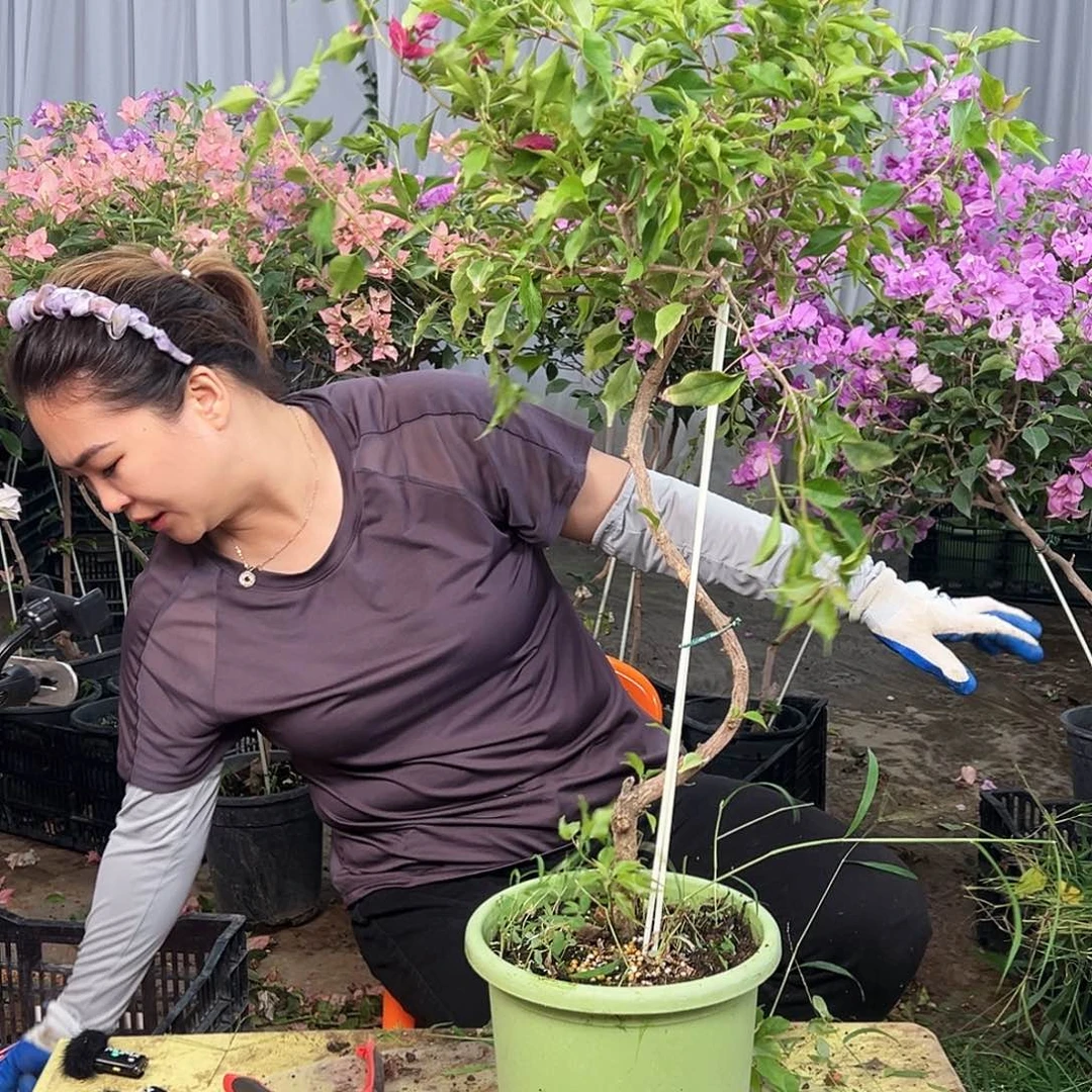 @***姐大部分花苞少量开放D57紫红桑巴