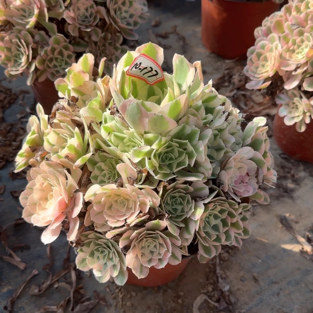 10-177女巫多肉植物不包断肢