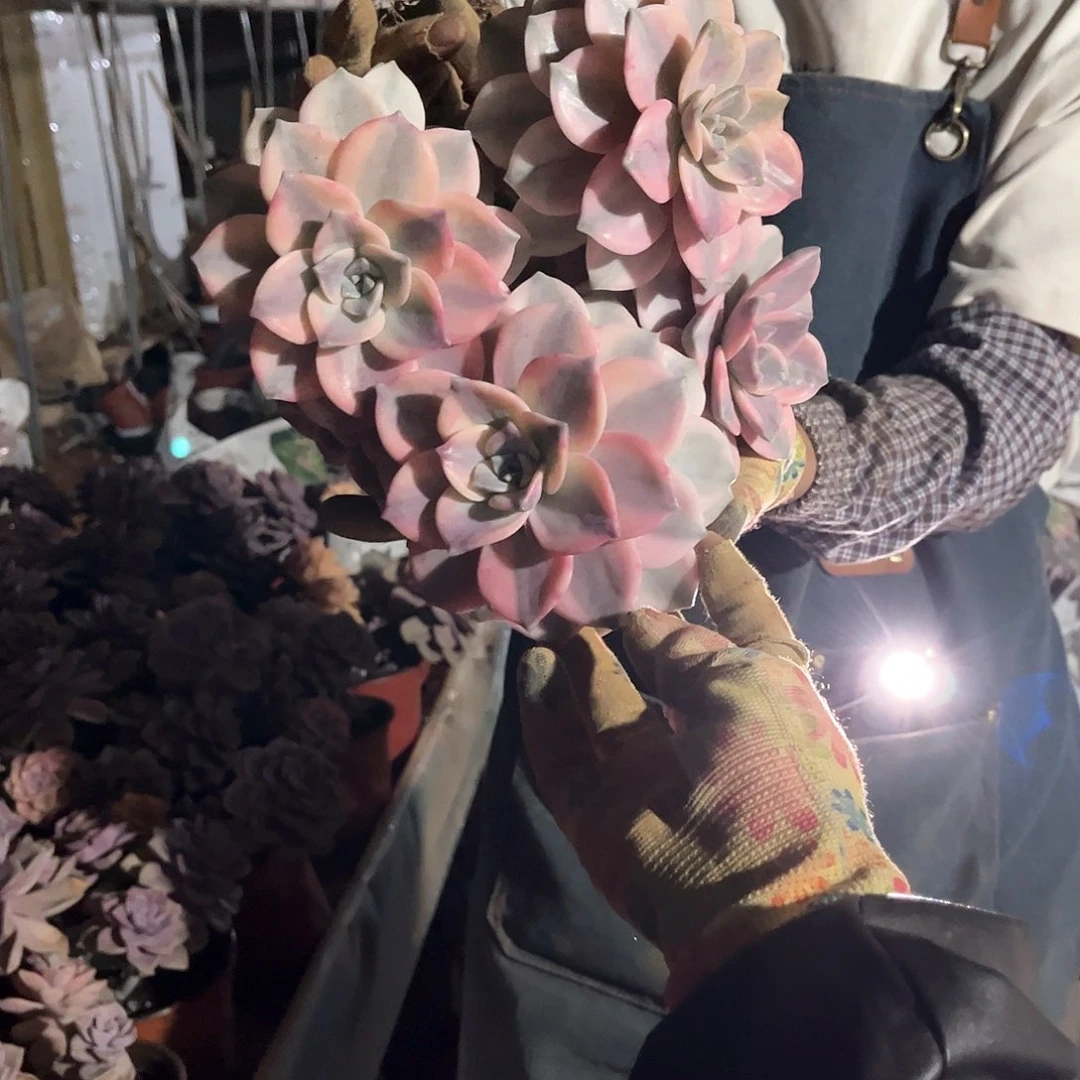 奥****兽多肉植物紫乐景43