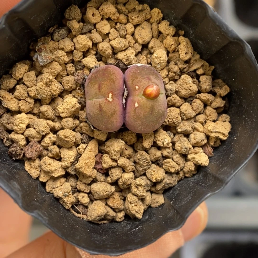 多肉植物肉锥杂交K-3768