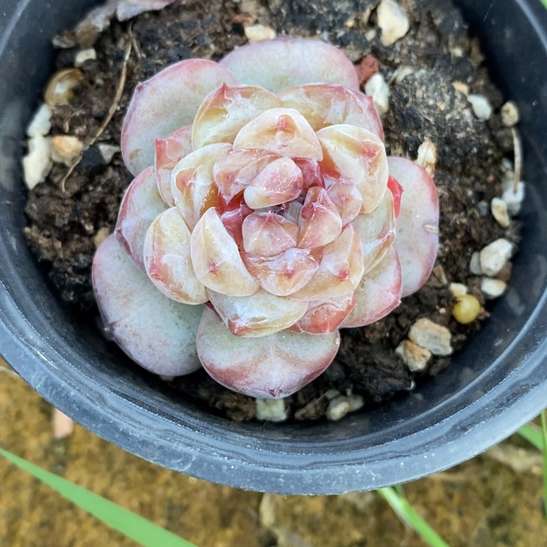 自助下单一物一拍多肉，下滑更多品种选择